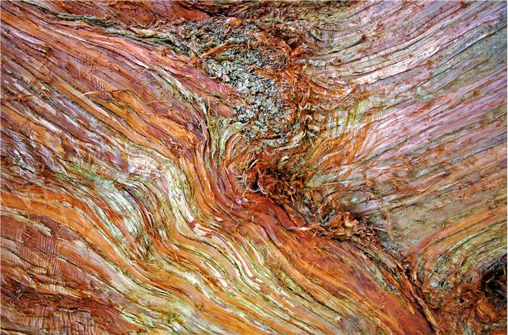 Wood Tree Bark